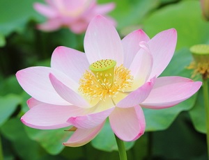 花はいい