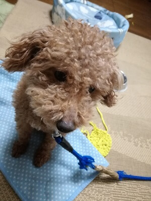 犬のウンチと社会との関わり